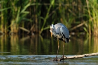 Ardea cinerea (Airone cenerino con preda)